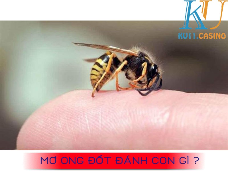 mơ ong đốt đánh con gì