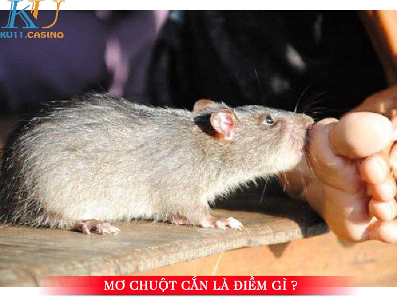 mơ chuột đánh con gì